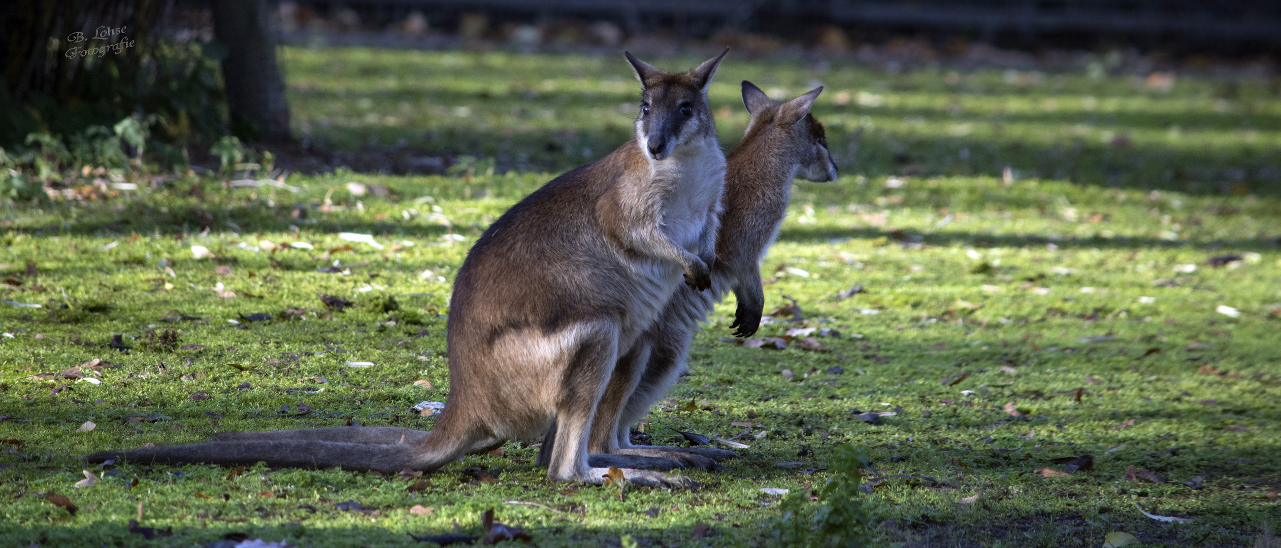 Wo geht es denn nun nach Australien:-))