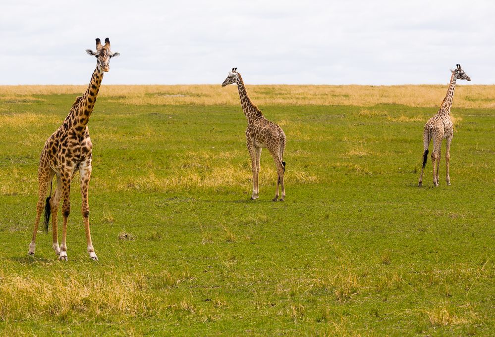 Wo geht es lang? Desorientierte Giraffen