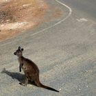 Wo geht´s denn hier nach Kangaroo Island