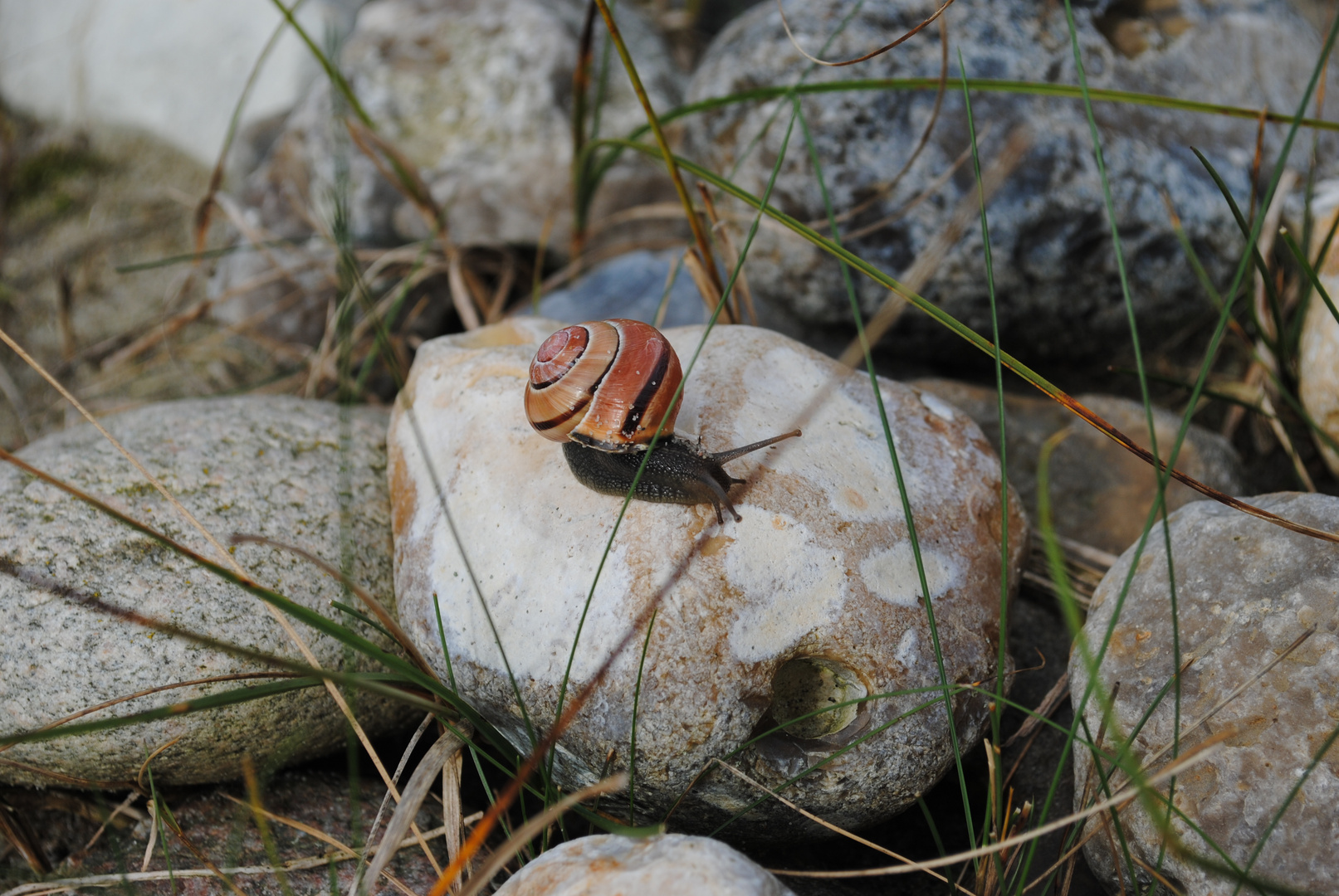 ....wo geht`s denn hier zum Strand?