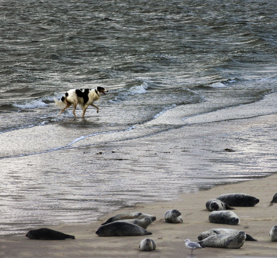 Wo geht`s denn nur zur Seehund-Bank?