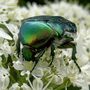 Insektenportraits