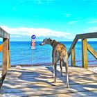 Wo geht`s lang zum Hundestrand?