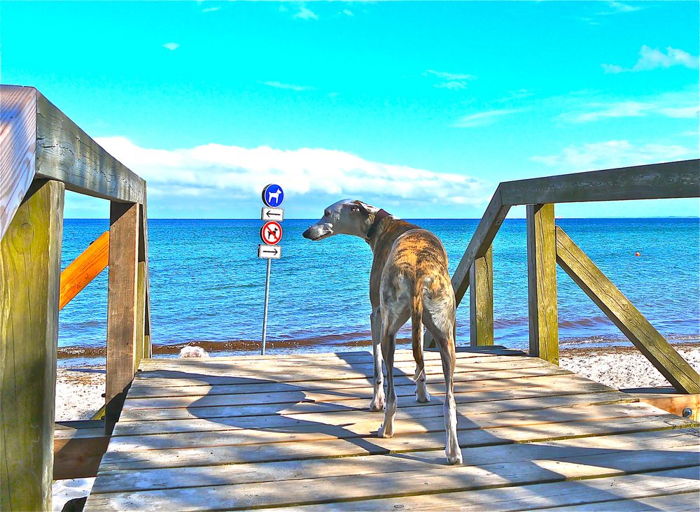 Wo geht`s lang zum Hundestrand?