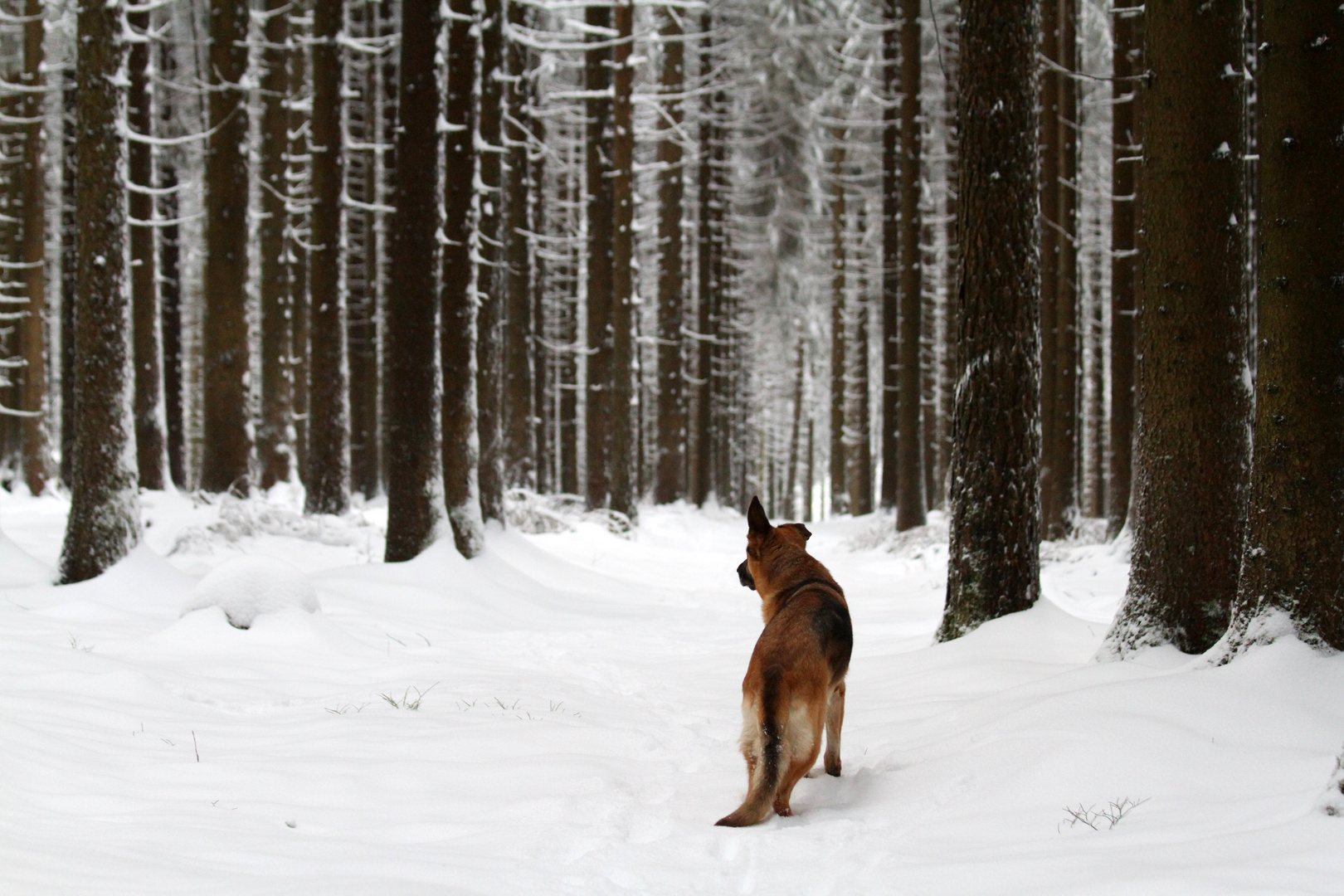 Wo gehts nochmal zum Wald???