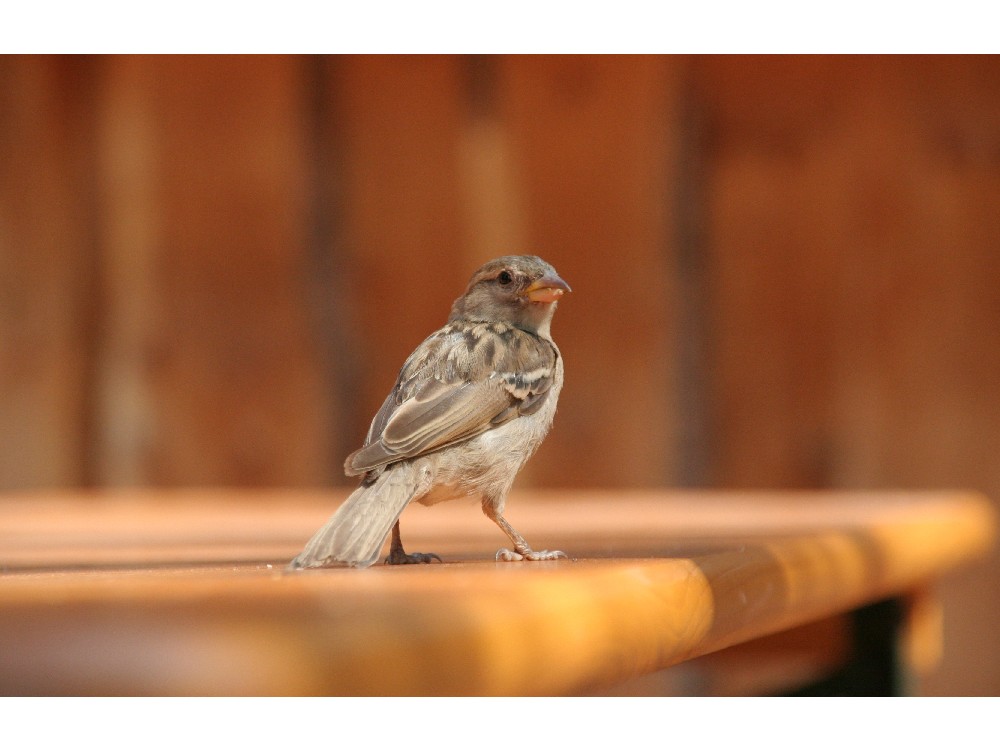 Wo gehts zur Vogelhochzeit