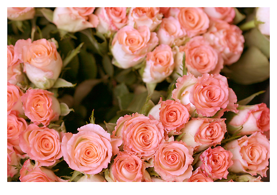 Wo gibt es schöne Blumen? Foto & Bild pflanzen, pilze & flechten
