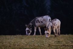 Wo gibt`s das leckerste Gras?