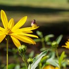 wo gibt's denn so etwas ?? - natürlich in muerano 's Garten  .....