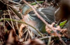 "Wo hab ich nur das BUCH hingelegt"?