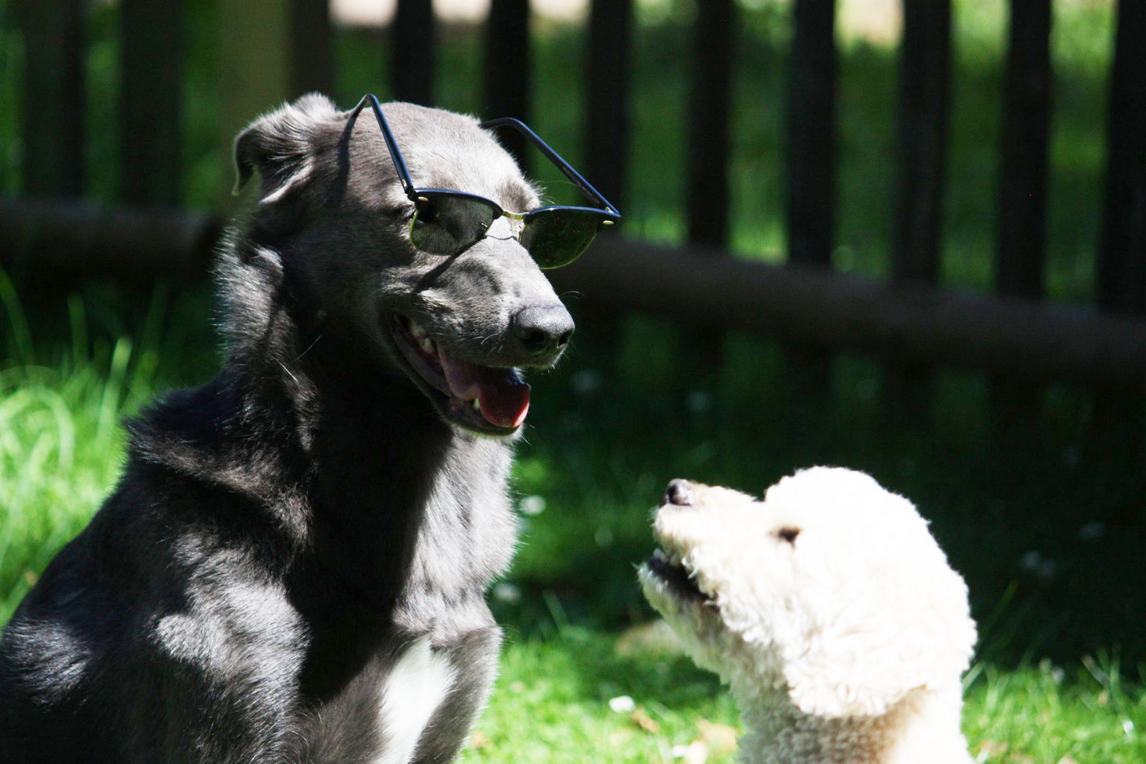 "Wo haben Sie diese todschicke Sonnenbrille her, meine Liebe?"