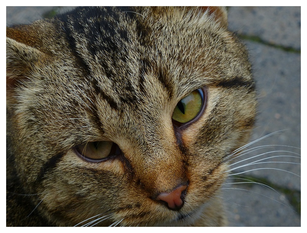 Wo hast Du denn deine Nikon?