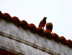 wo hat sie bloß wieder ihren kopf gelassen ? südlaos 2010