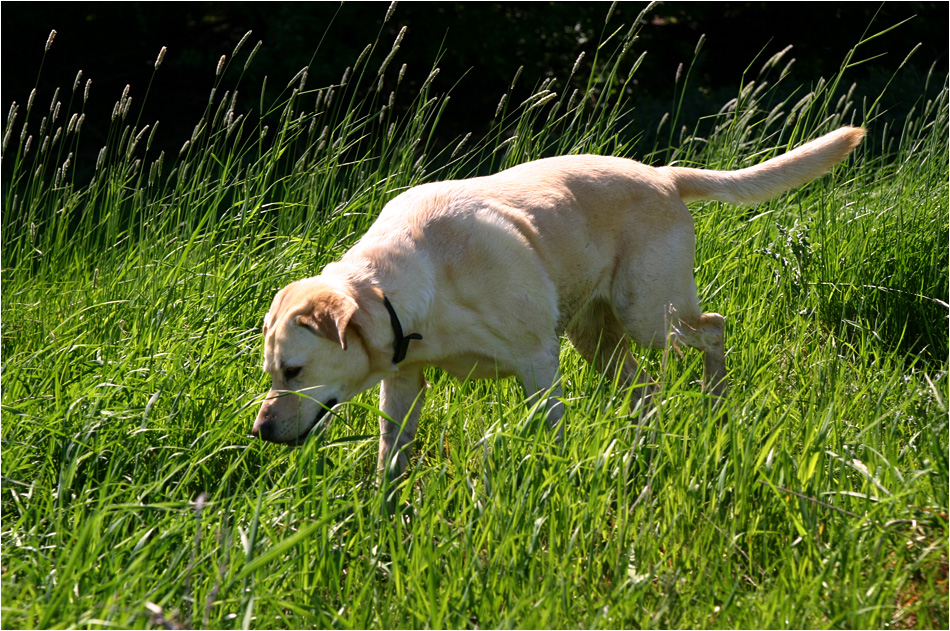 Wo Hund noch Hund sein darf.