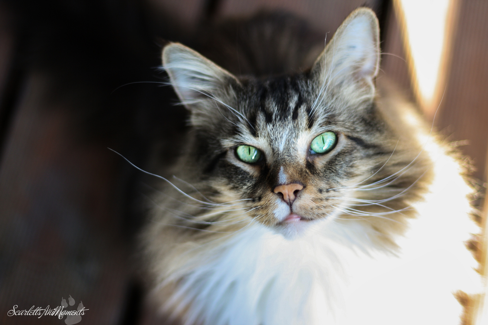 Wo immer sich eine Katze niederlässt, wird sich das Glück einfinden"