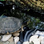 Wo ist blos die Sonne ....die brauchen wir Schildkröten doch so dringend....