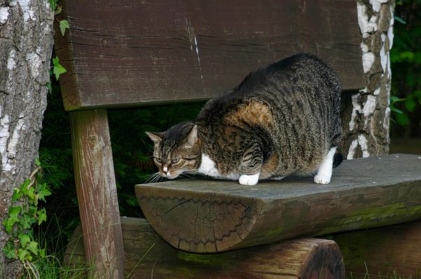 Wo ist das Mäuschen....