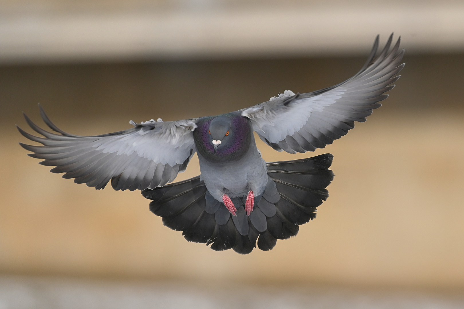 wo ist den da noch Platz - Landeanflug der Taube...