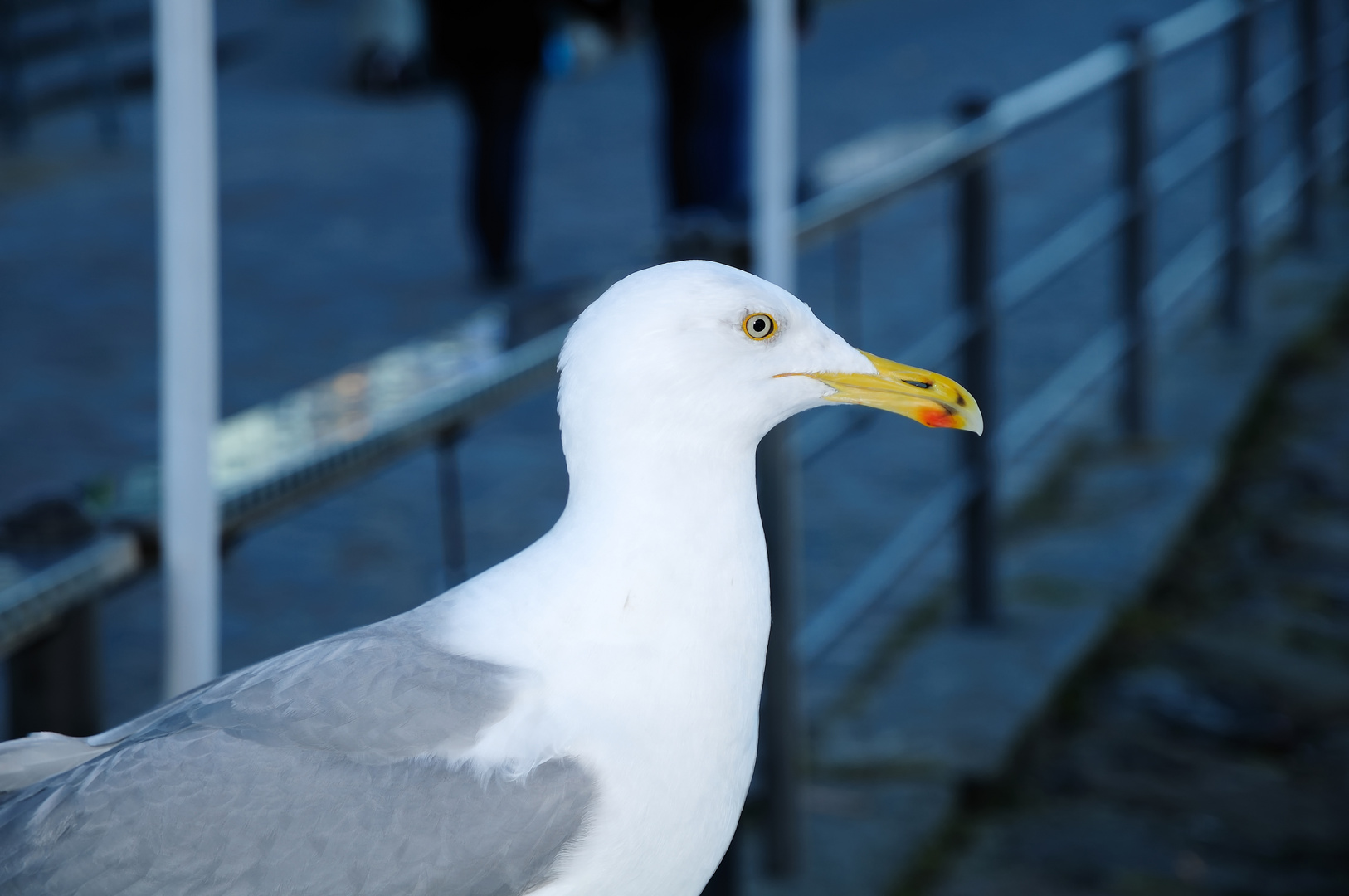 Wo ist den das Fischbrötchen