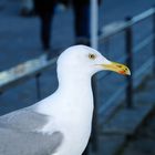 Wo ist den das Fischbrötchen