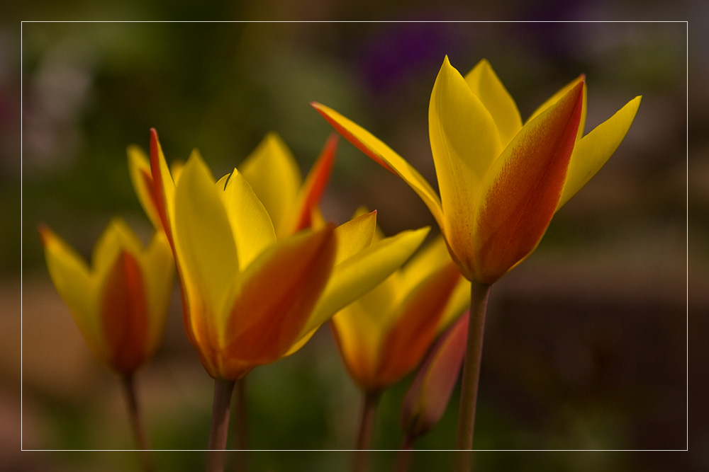 Wo ist denn der Frühling geblieben?