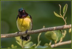 Wo ist denn die nächste Blüte  (2)