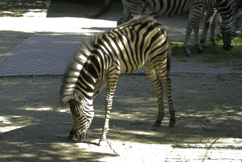 Wo ist denn hier der nächste Zebrastreifen?