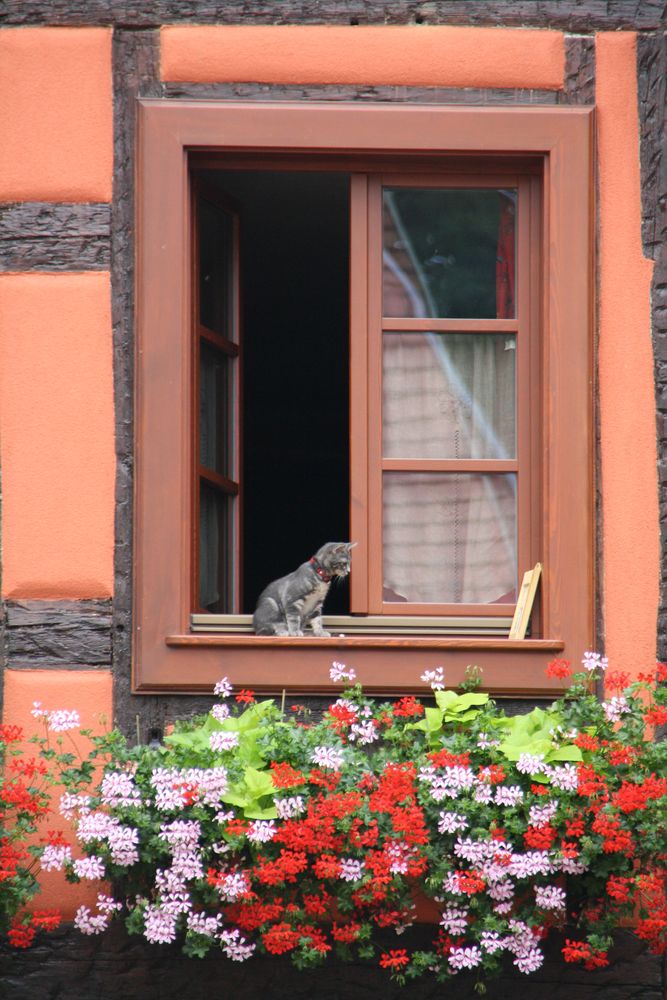 Wo ist denn jetzt die Maus hin?