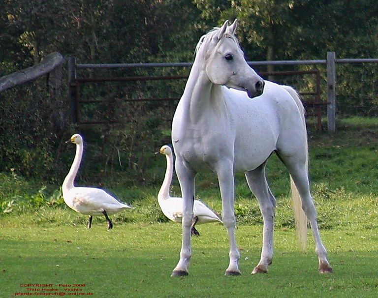 "Wo ist denn nun der Fotograf ....?!?" .....