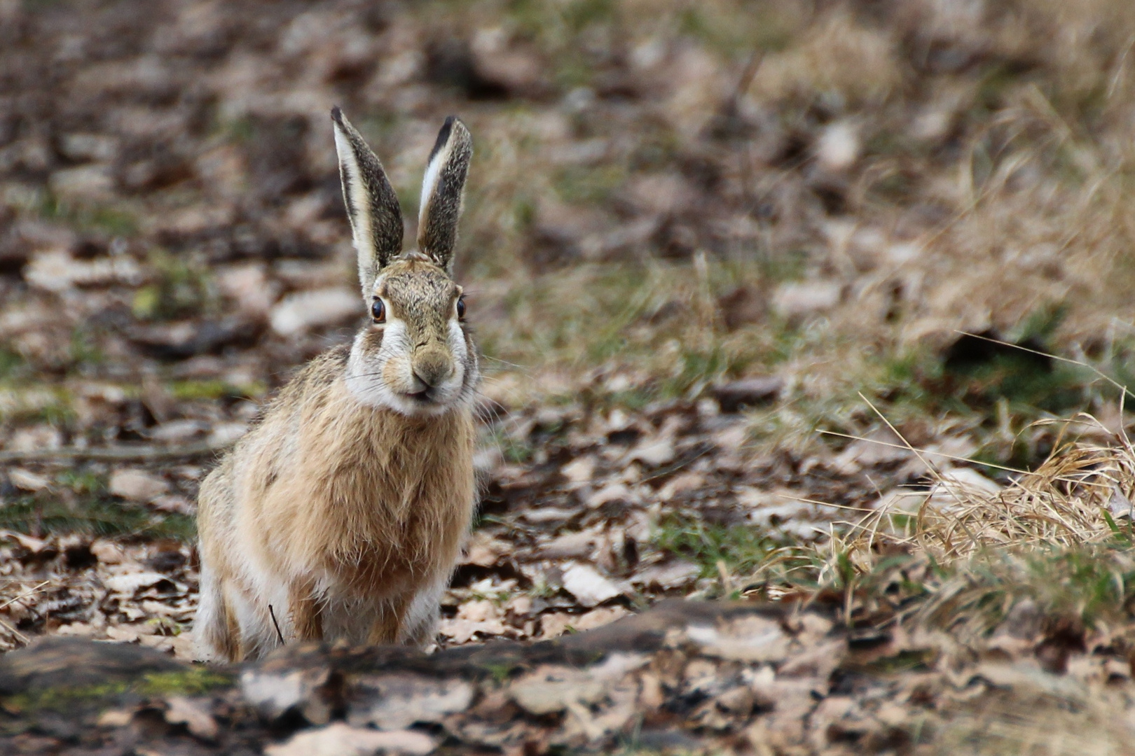 Wo ist denn nun Ostern?