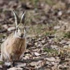 Wo ist denn nun Ostern?