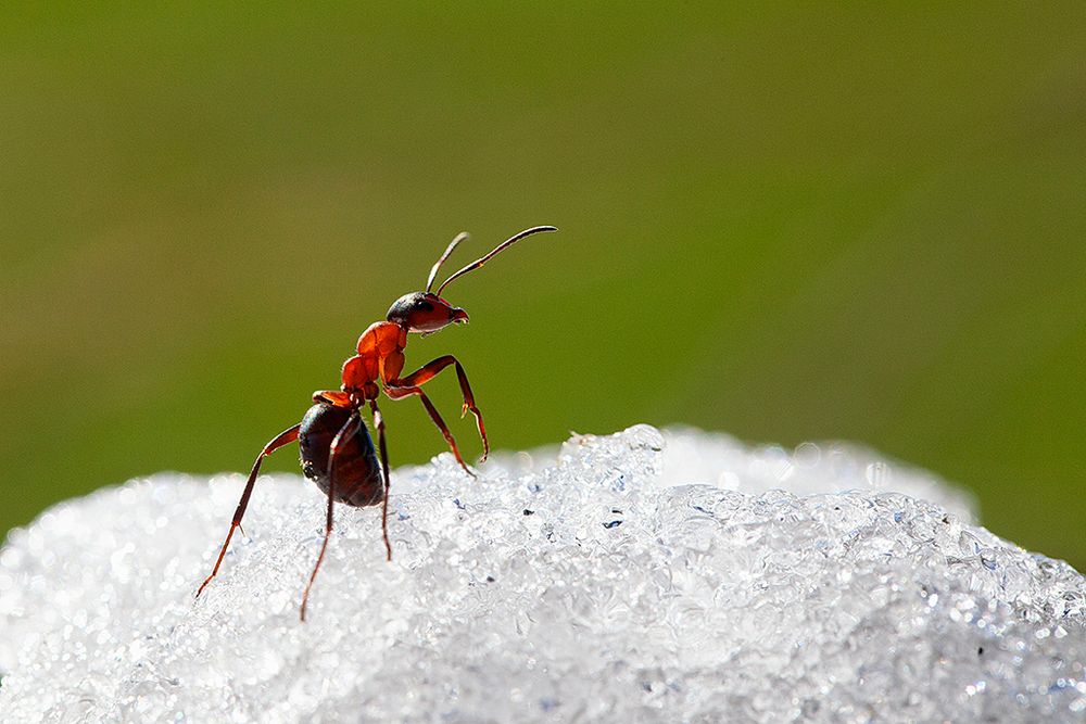 wo ist denn nur der Frühling Foto & Bild | tiere, wildlife ...
