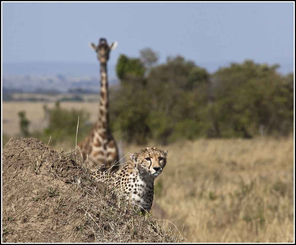 " Wo ist denn nur die Giraffe hin, die war doch eben noch da !!! "