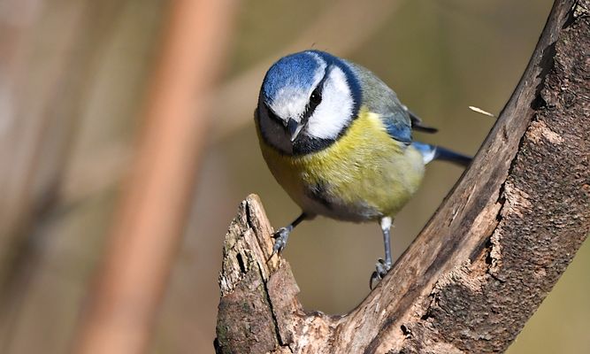 "Wo ist denn nur mein "Schnabelstocher" wieder, ...