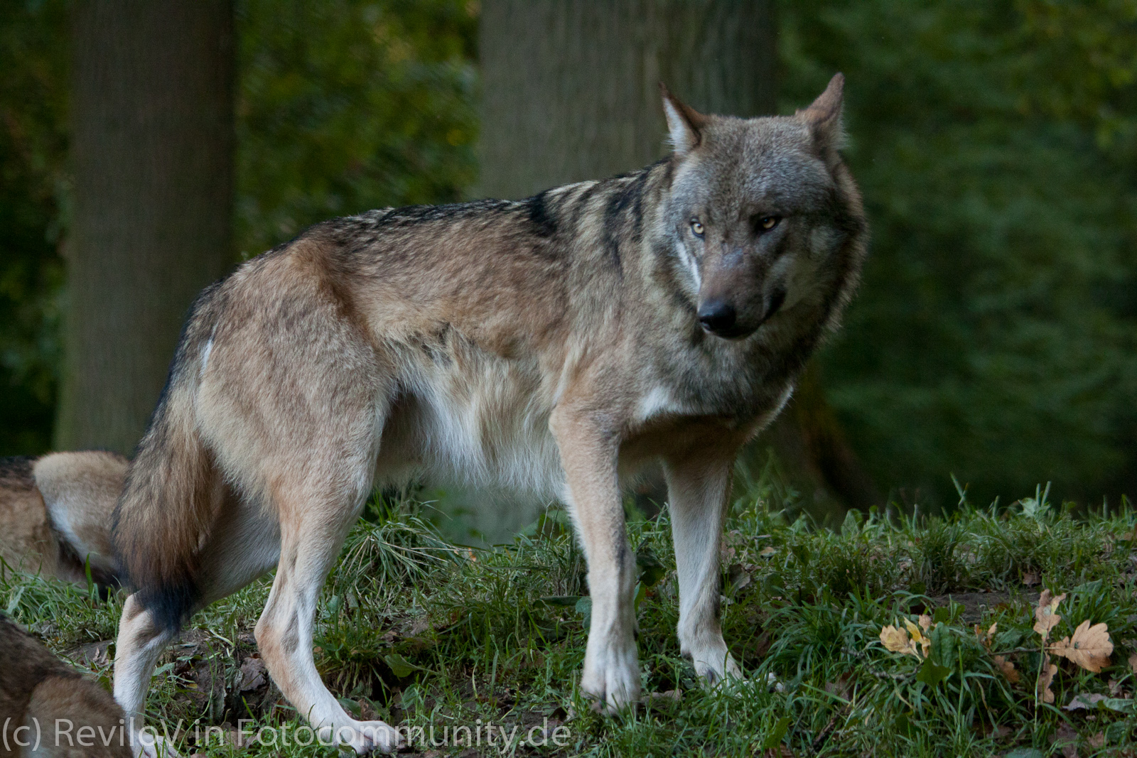 Wo ist der böse Wolf?