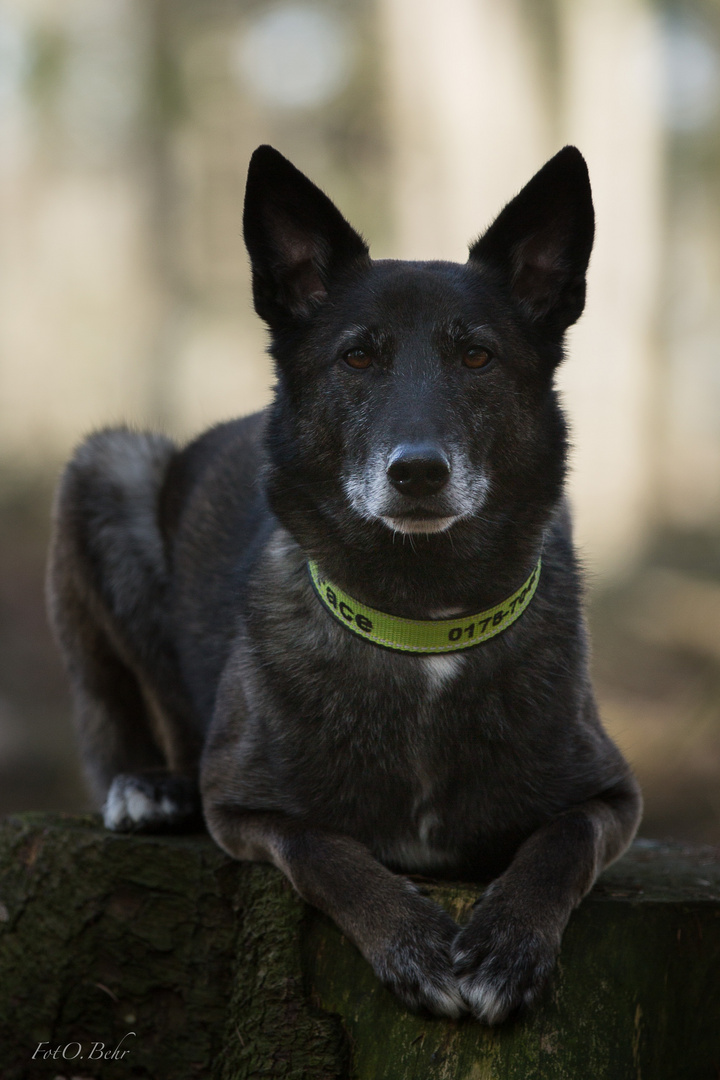 Wo ist der böse Wolf...