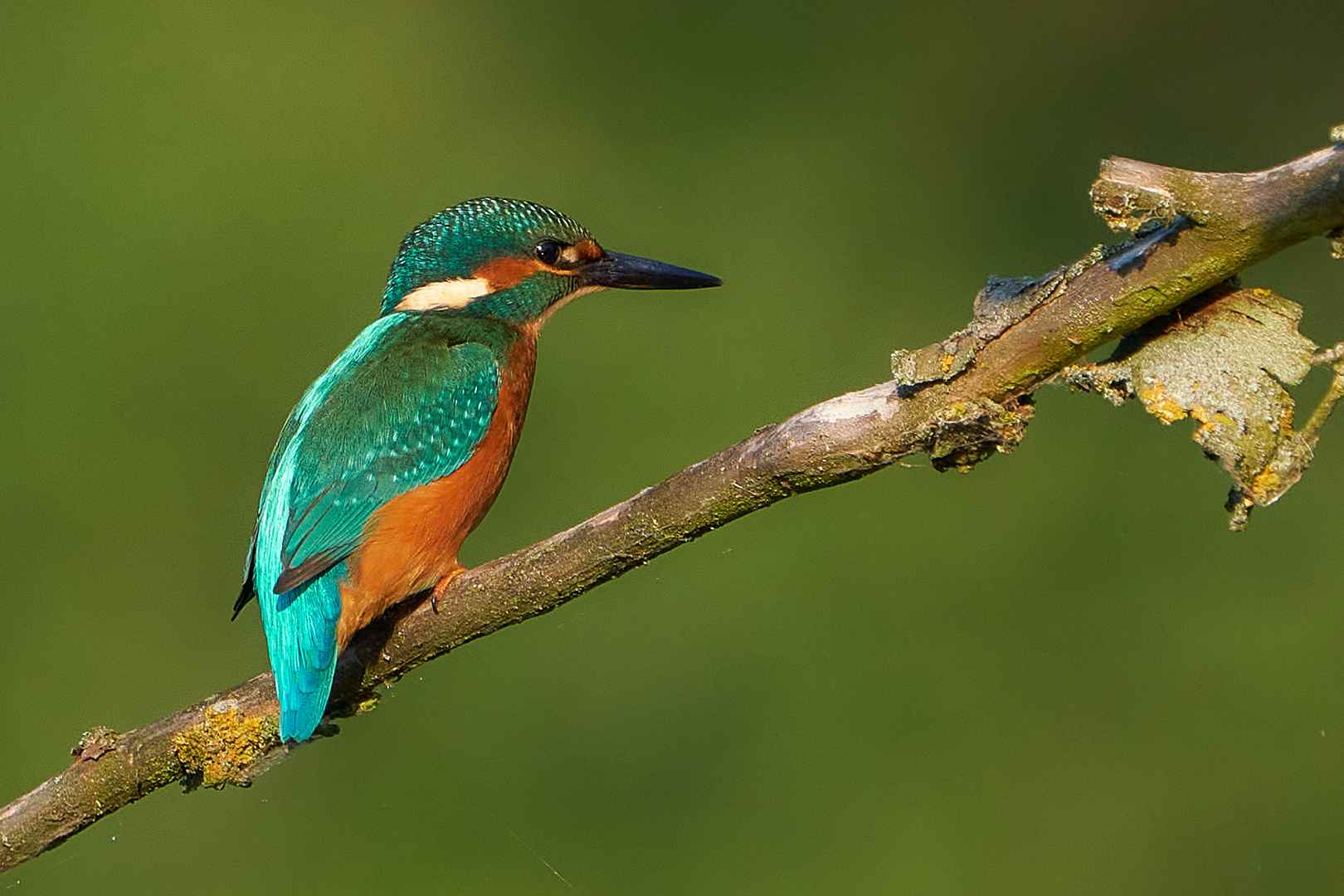 wo ist der Fisch - Eisvogel auf der Futter suche