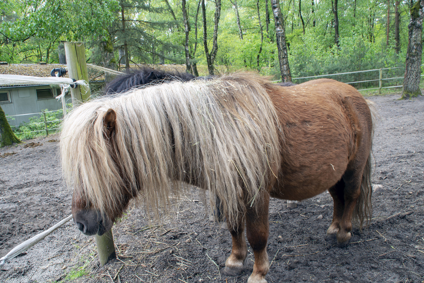 Wo ist der Friseur