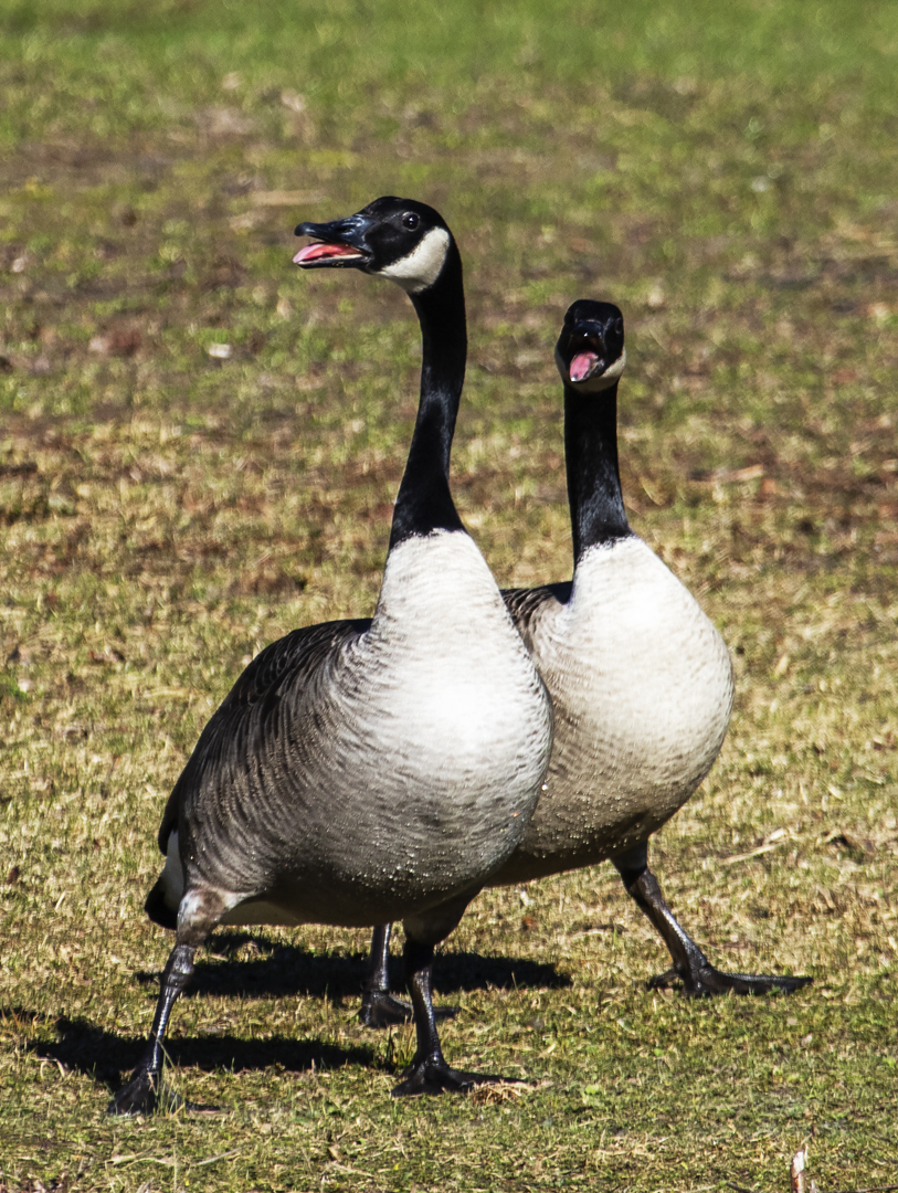 Wo ist der Frühling geblieben Foto & Bild | tiere ...