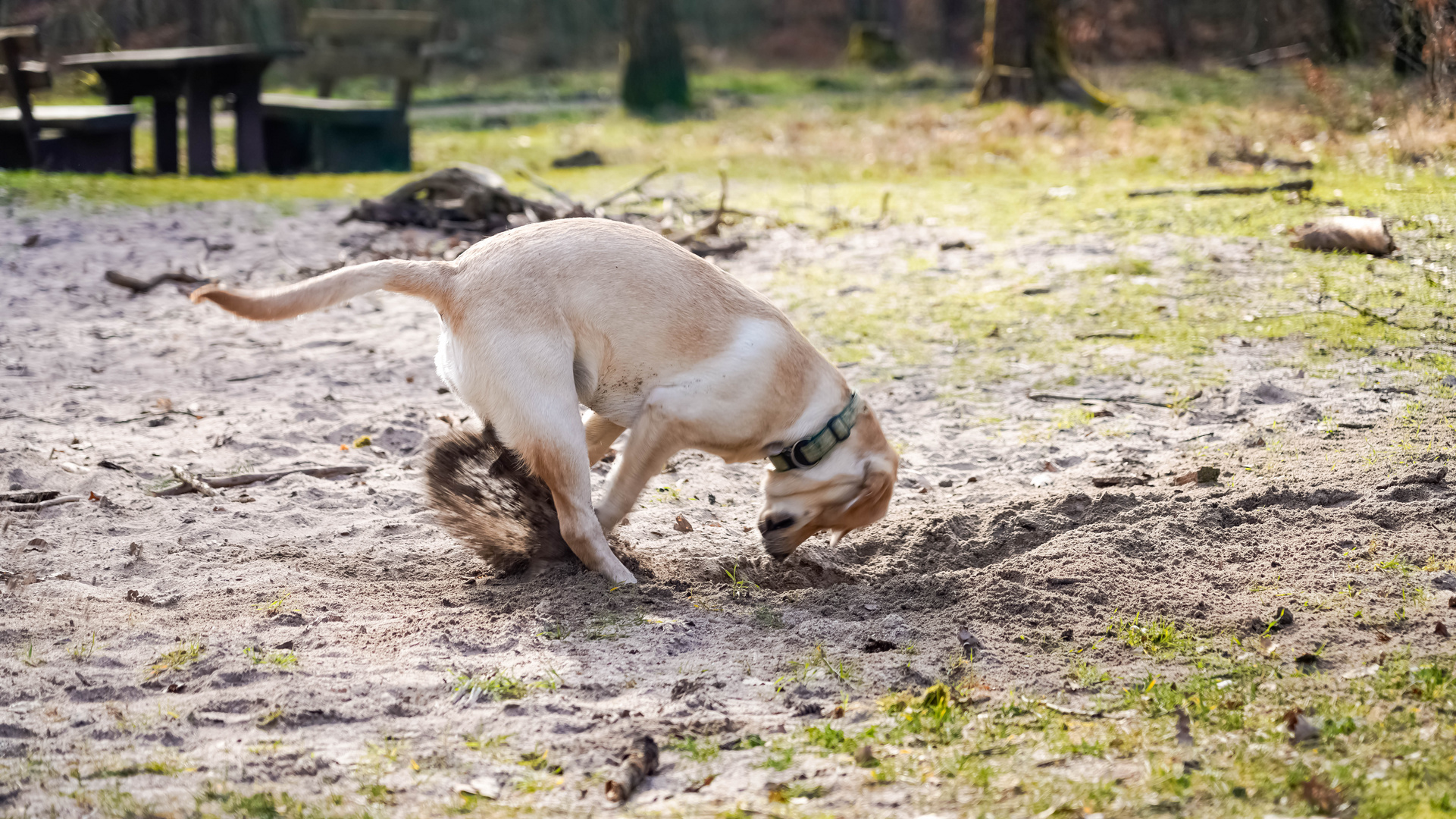 Wo ist der Hase, wo ist mein Geschenk?