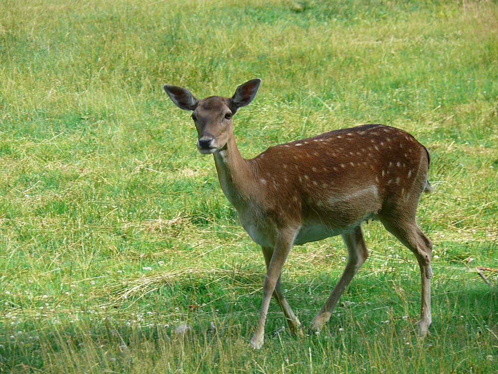 wo ist der hirsch...:-)