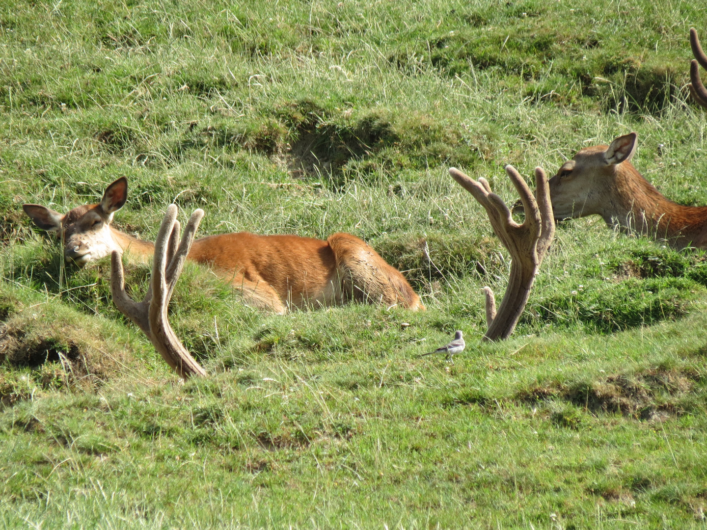 wo ist der Hirsch?