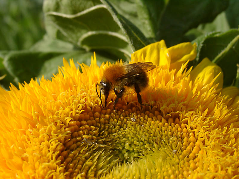 Wo ist der Honig in der Sonnenblume [K]