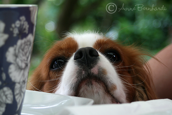 Wo ist der Kuchen hin??