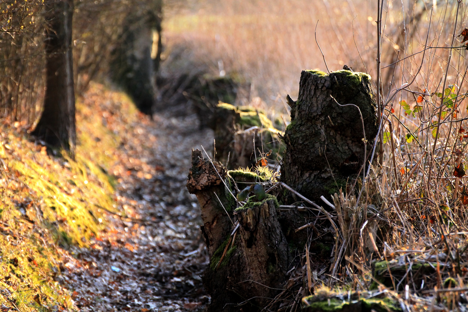 Wo ist der Schnee ?