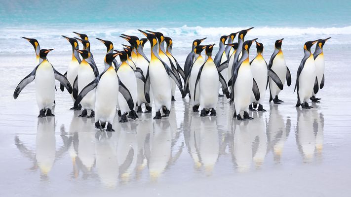 Wo ist der Seelöwe?