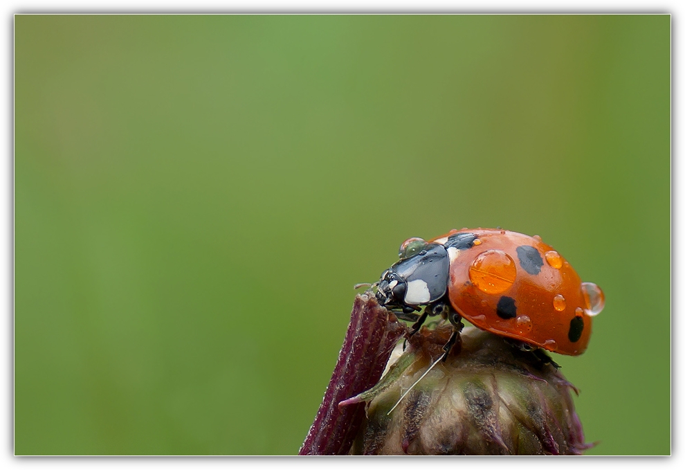 Wo ist der Sommer ?