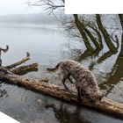 Wo ist der Strand hin? Elbe Pegel: 6,15m