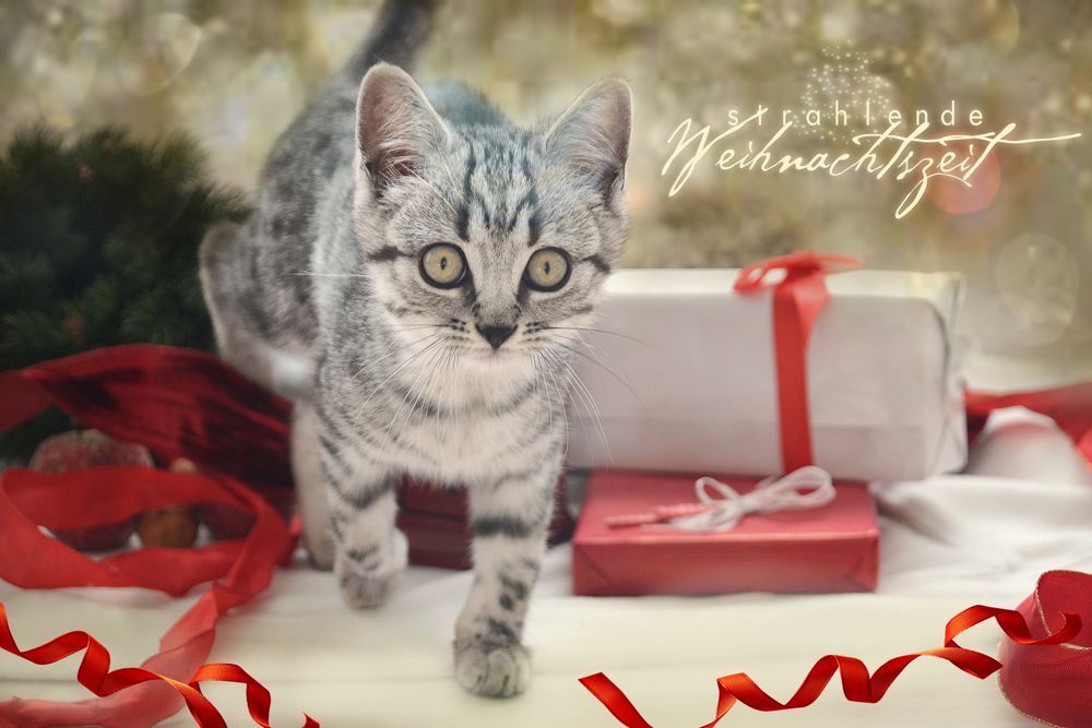 Wo ist der Tannenbaum? Foto & Bild weihnachtstierchen Bilder auf