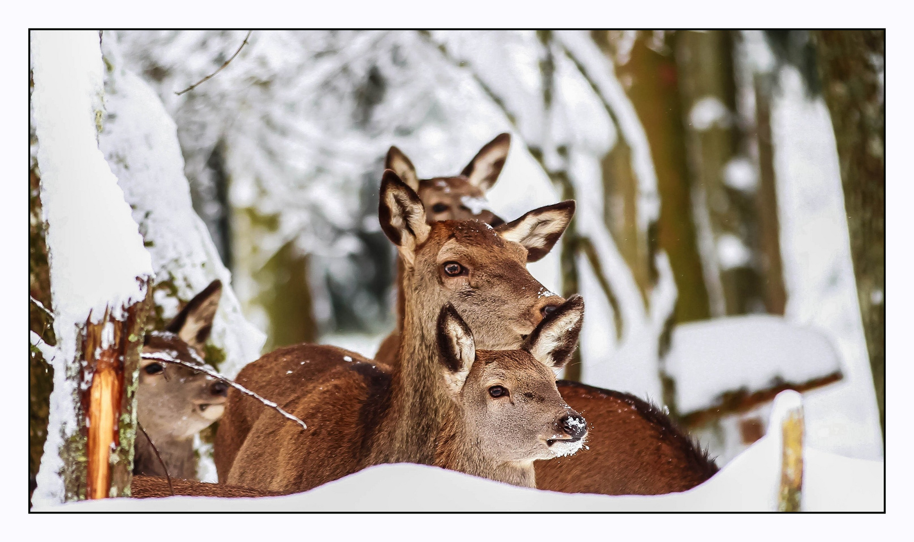 Wo ist der Weihnachtsmann mit seinen Rentieren ?